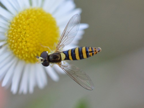 Long hoverfly