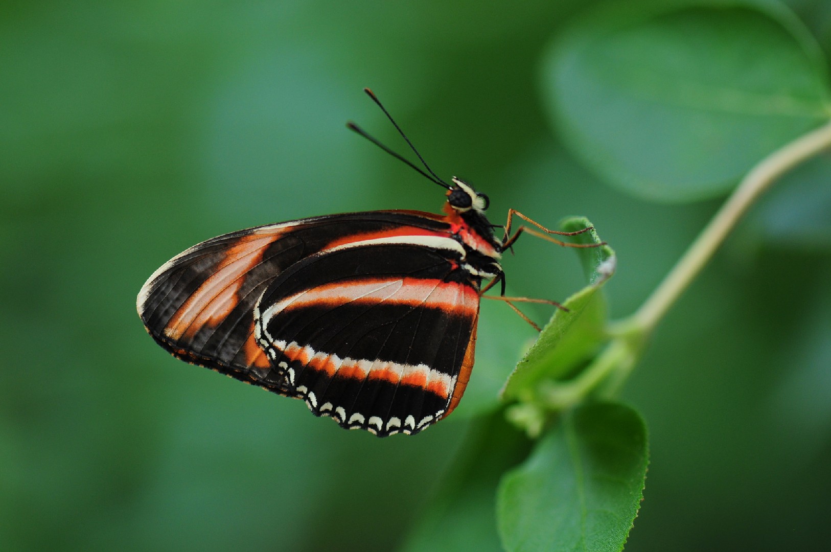 Banded orange heliconian