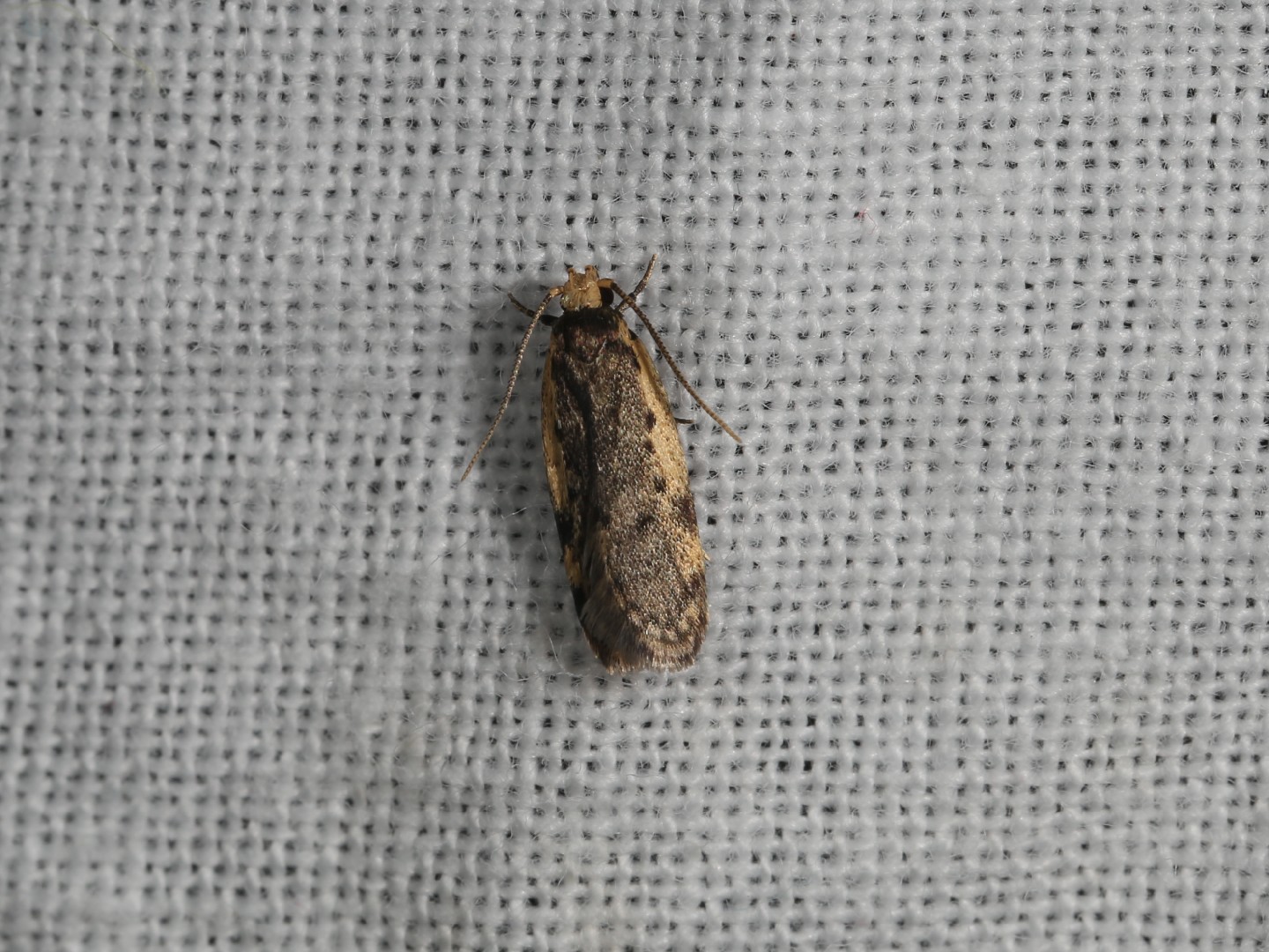 Hoplostega (Hoplostega)