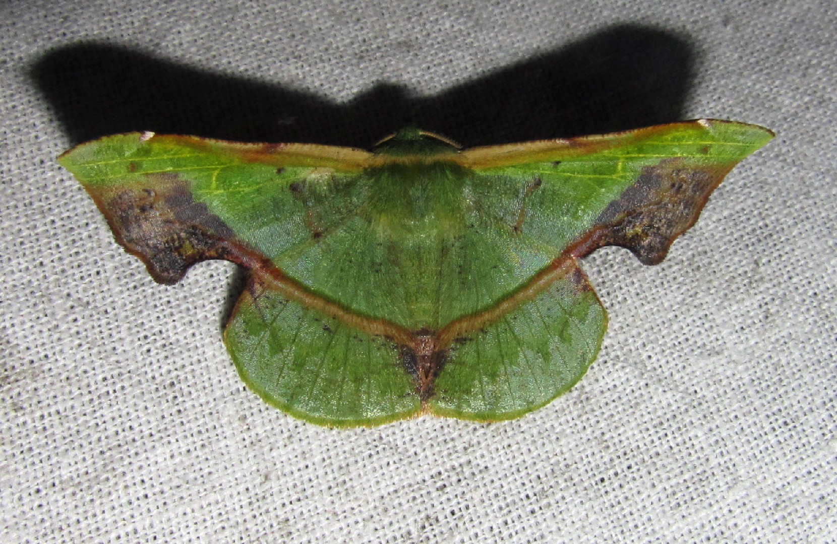 Fascellina (Fascellina)