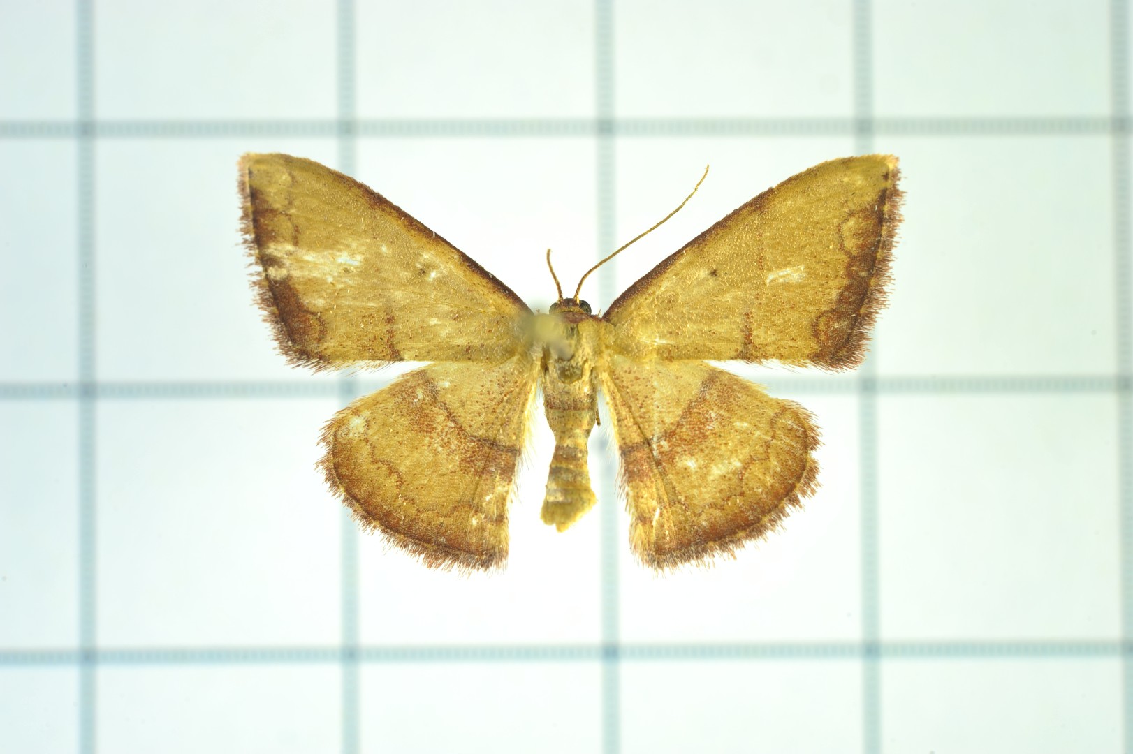 Pylargosceles (Pylargosceles)