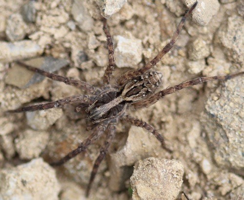 McCook's Split Wolf Spider (Schizocosa mccooki) - Picture Insect