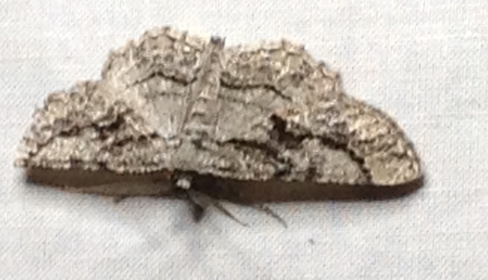 Pterotaea (Pterotaea)