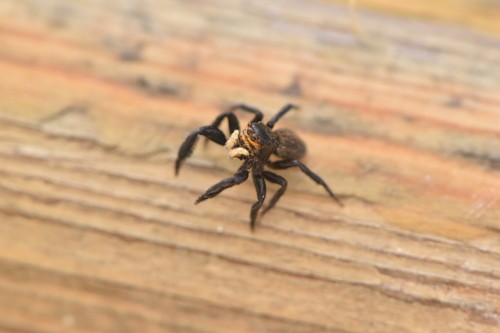 Euophrys (Euophrys)