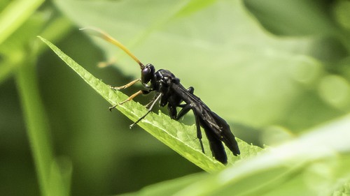 Gnamptopelta (Gnamptopelta)
