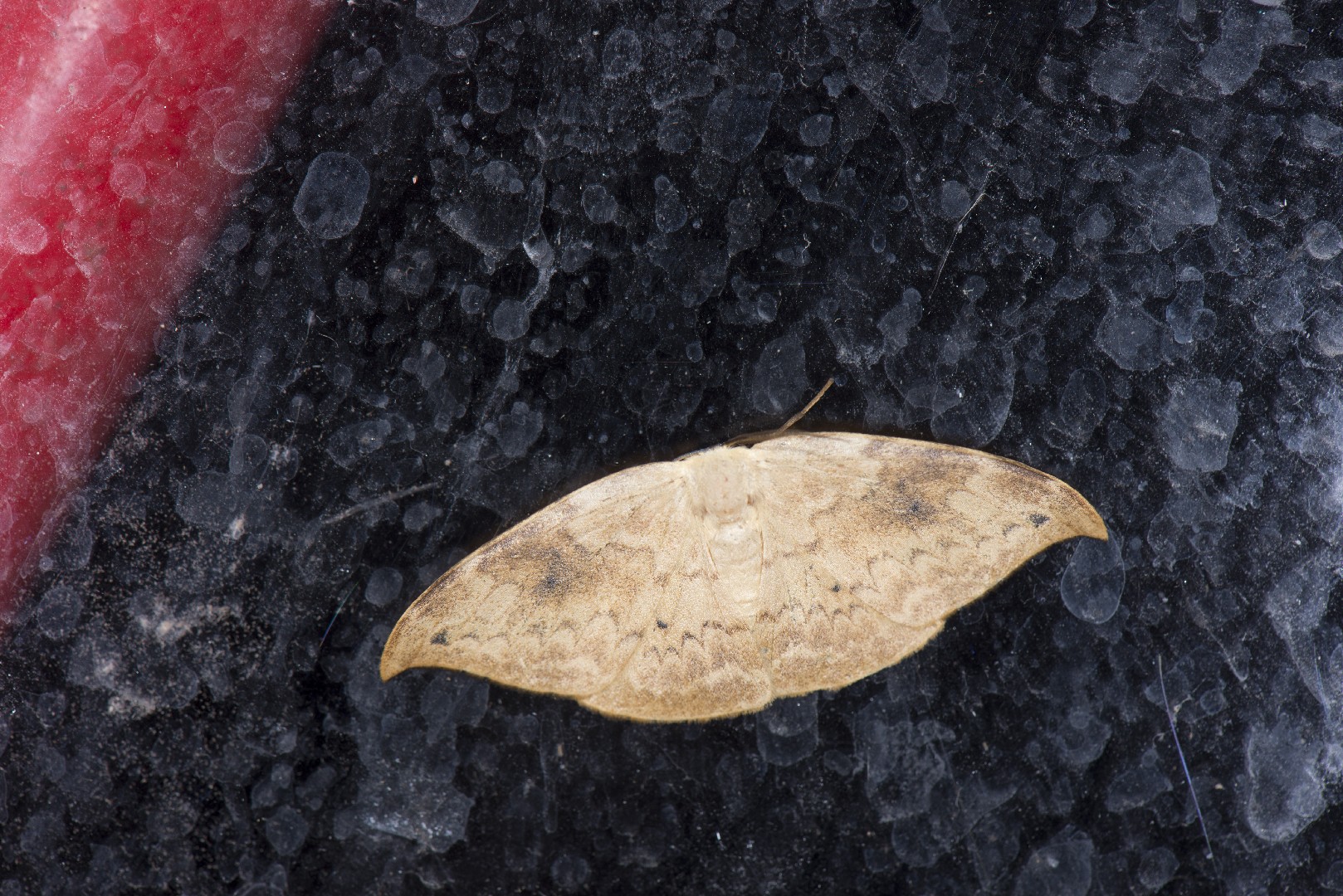 Strepsigonia (Strepsigonia)