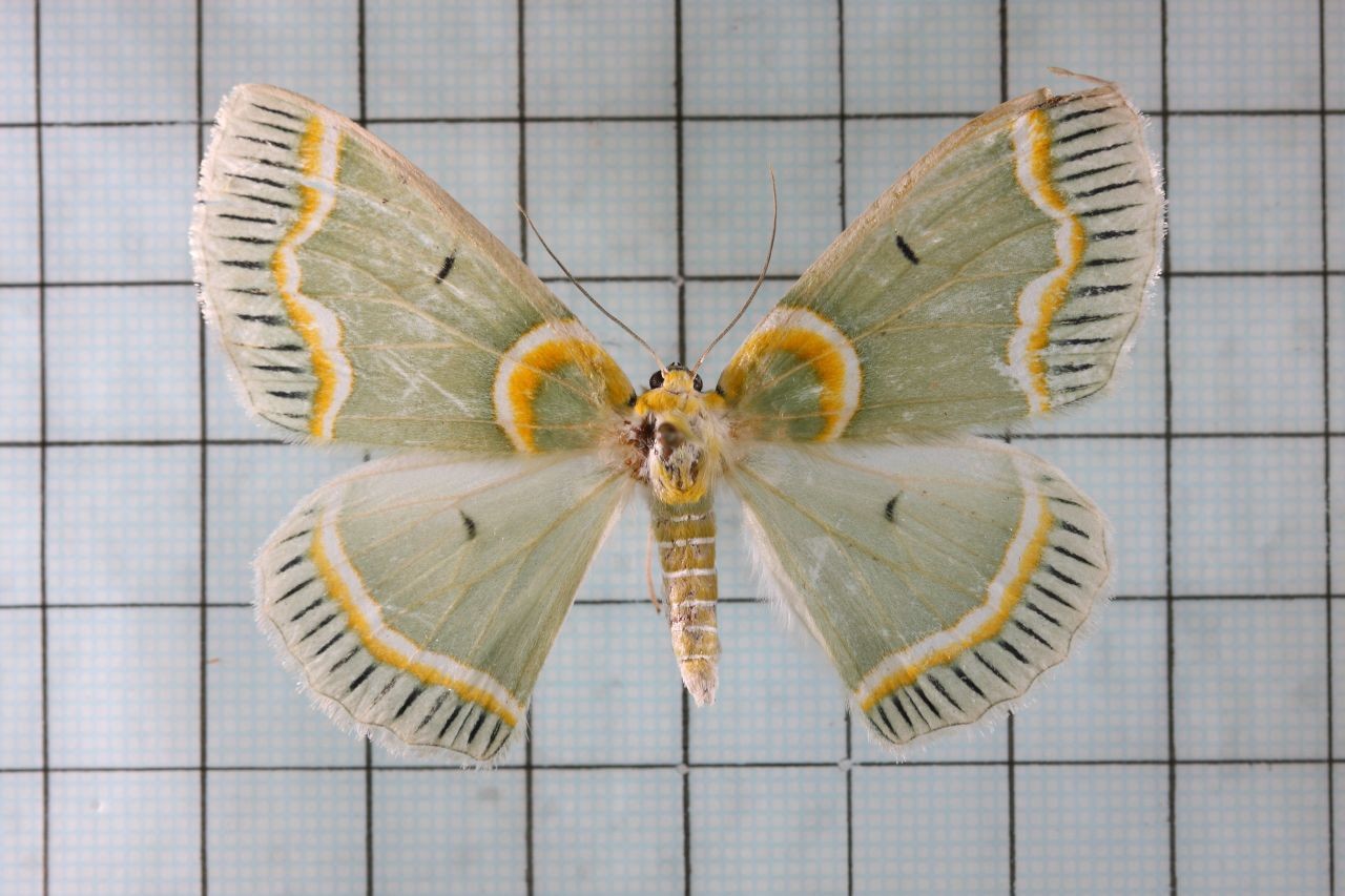 Iotaphora (Iotaphora)