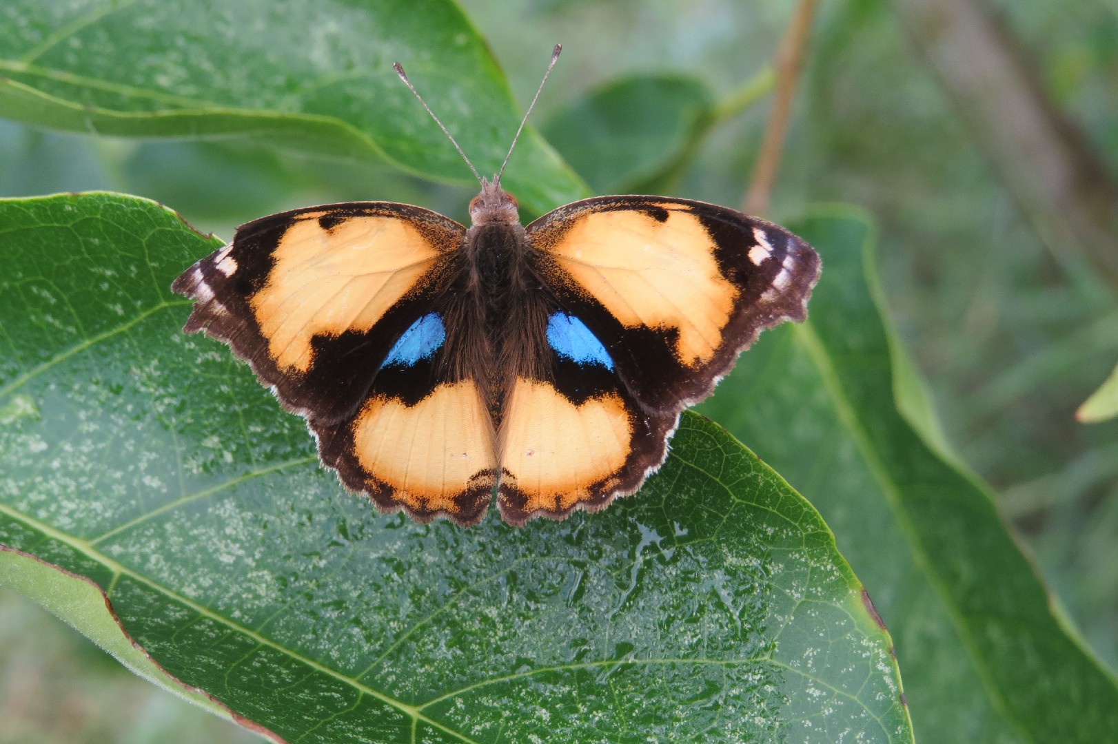 Yellow pansy butterfly