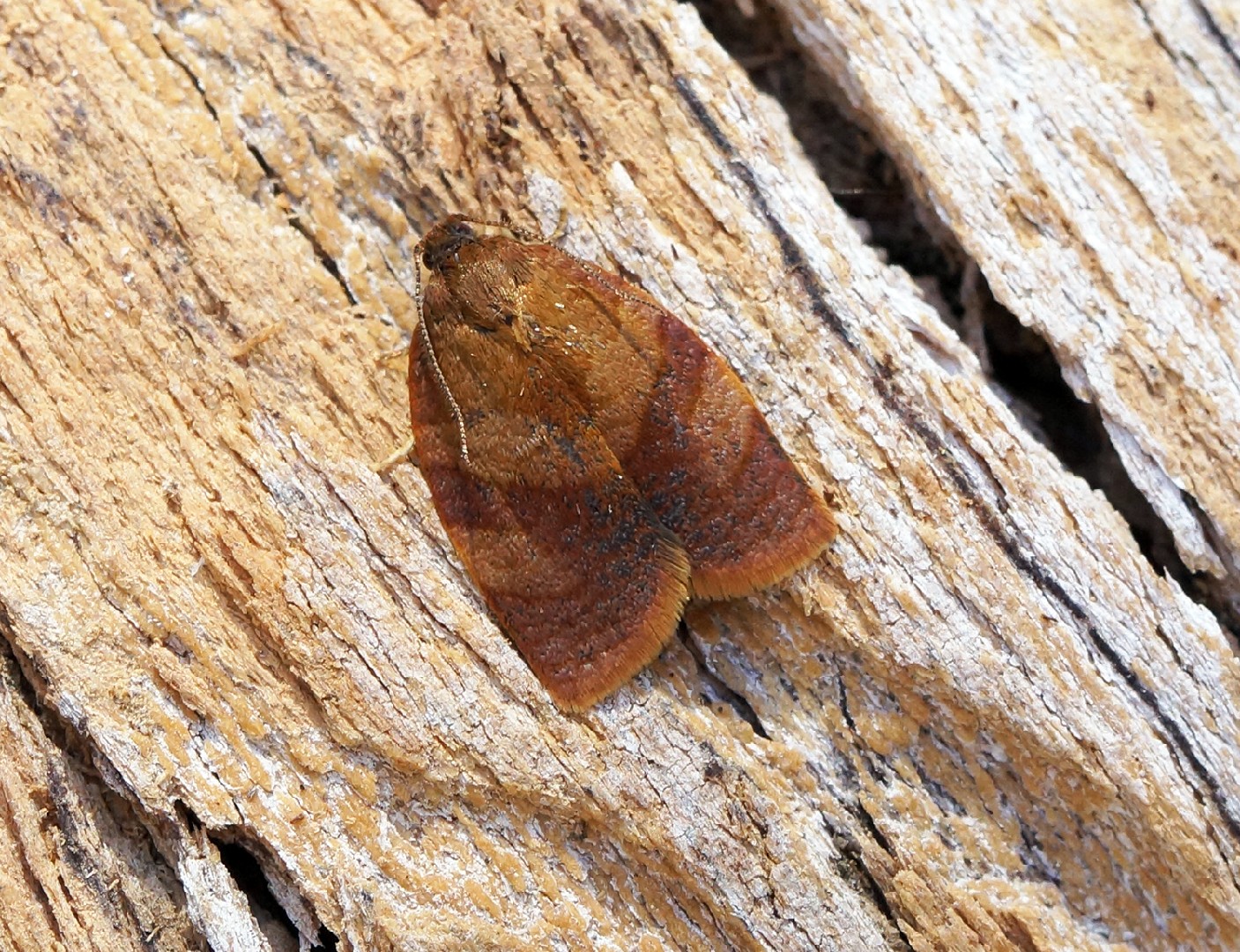 Cacoecimorpha (Cacoecimorpha)
