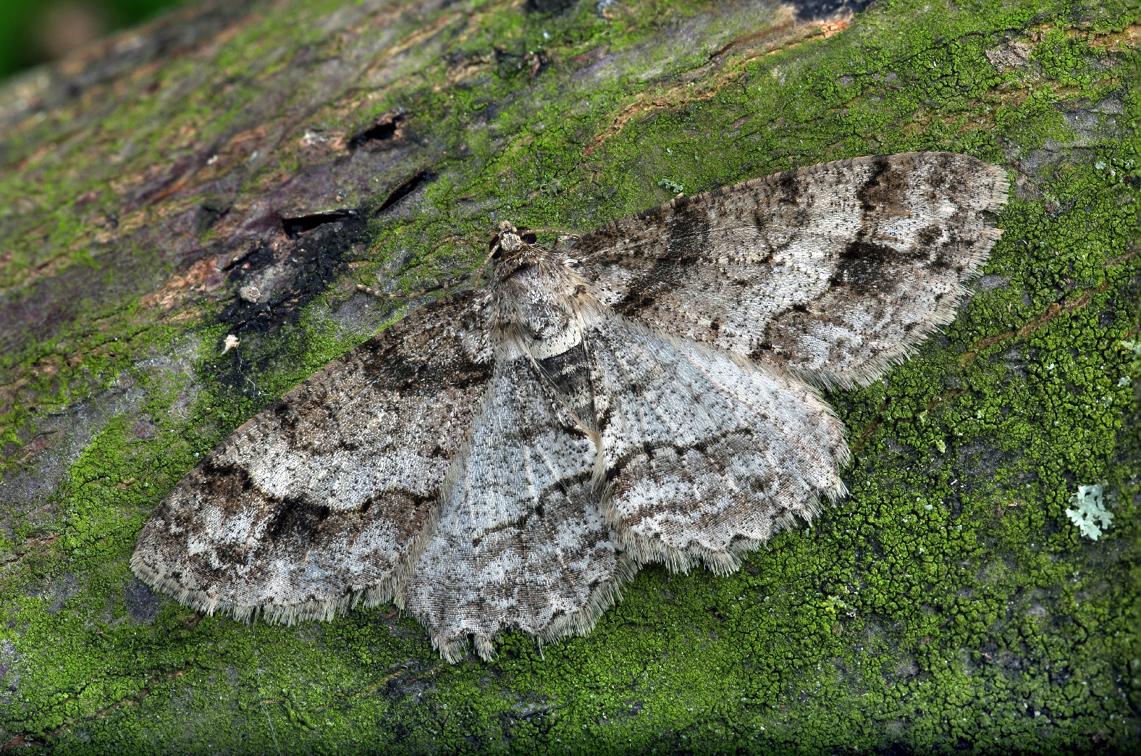 Paradarisa (Paradarisa)