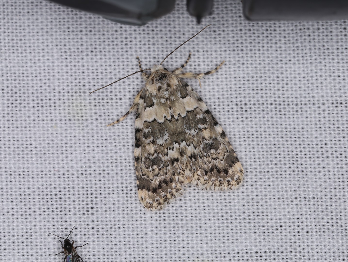 Bryophila (Bryophila)