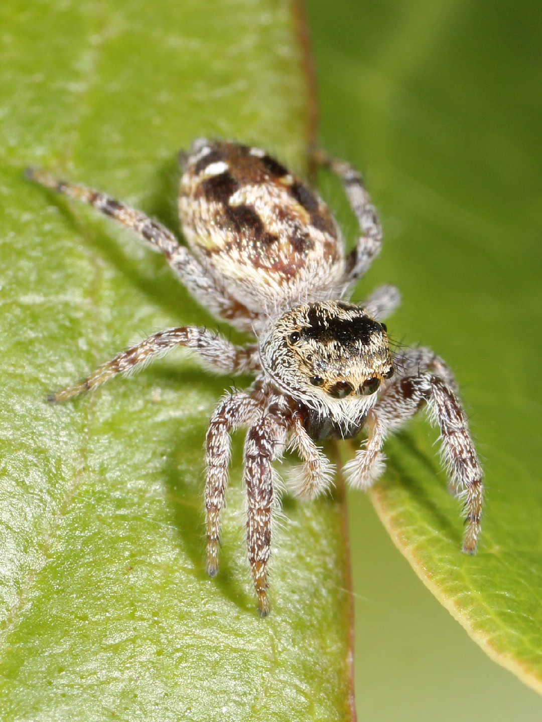 pale jumping spider