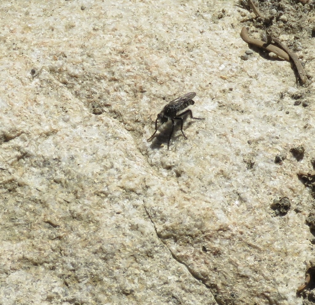 Cyrtopogon (Cyrtopogon)