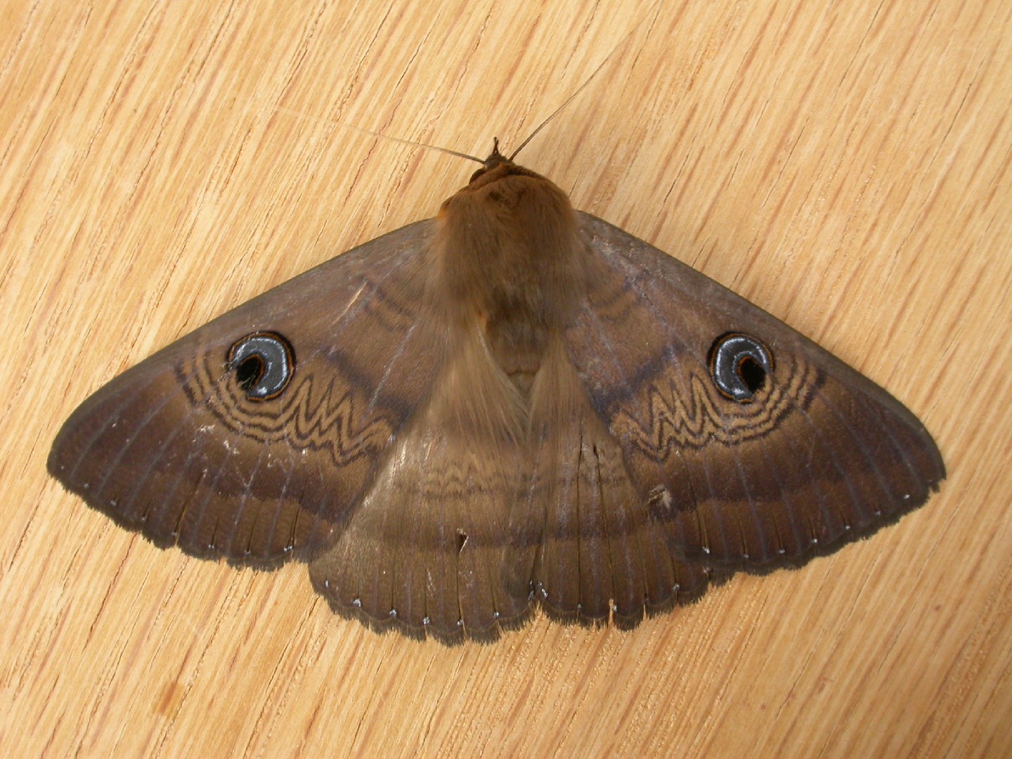 Dasypodia (Dasypodia)