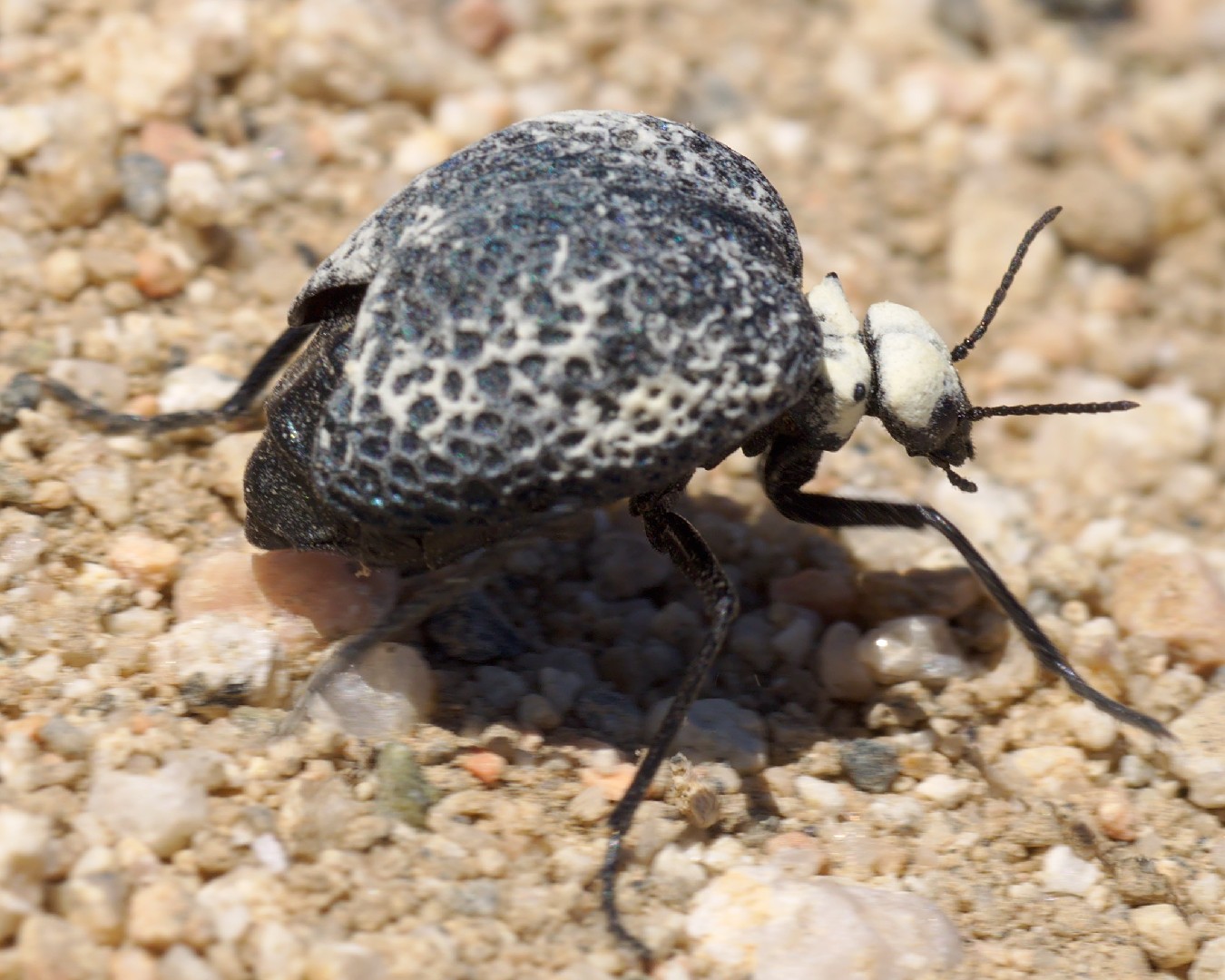 Desert spider beetles (Cysteodemus)