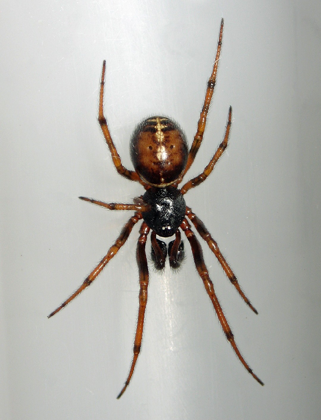 steatoda spider