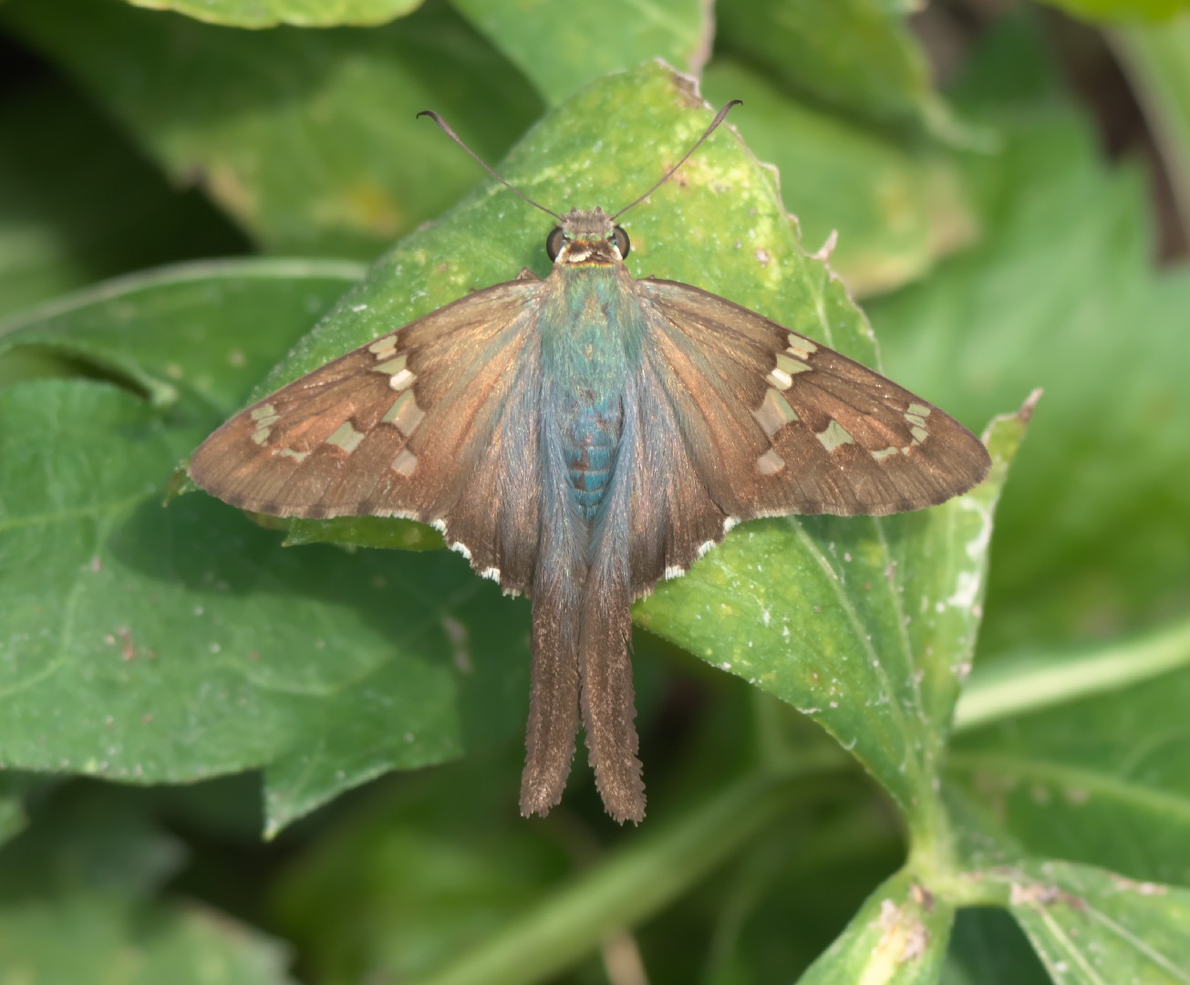 Long-tailed skipper