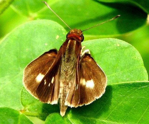 Vettius (Vettius)