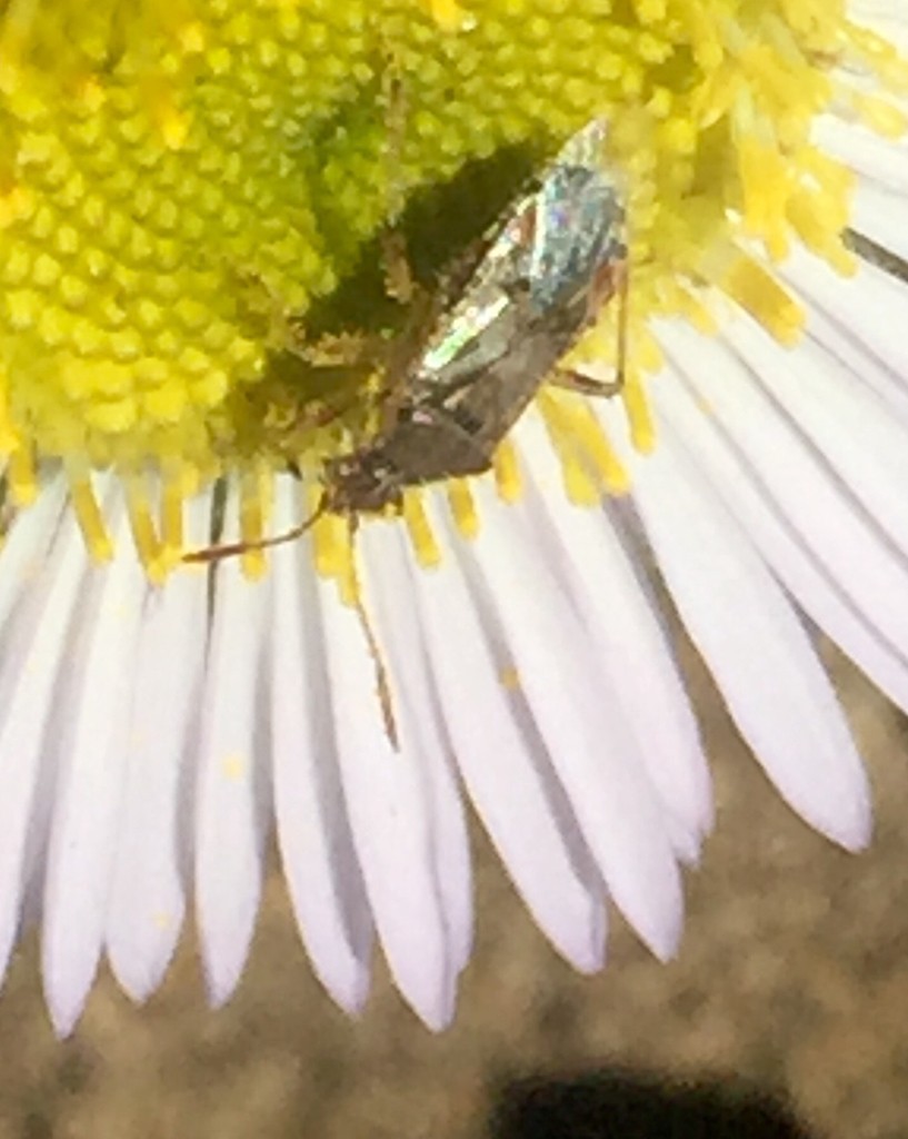 Scentless plant bugs (Rhopalidae)