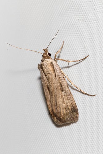 Tathorhynchus (Tathorhynchus)