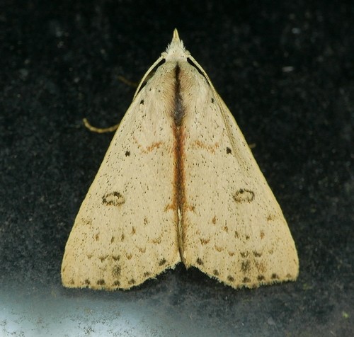 Scolecocampa (Scolecocampa)