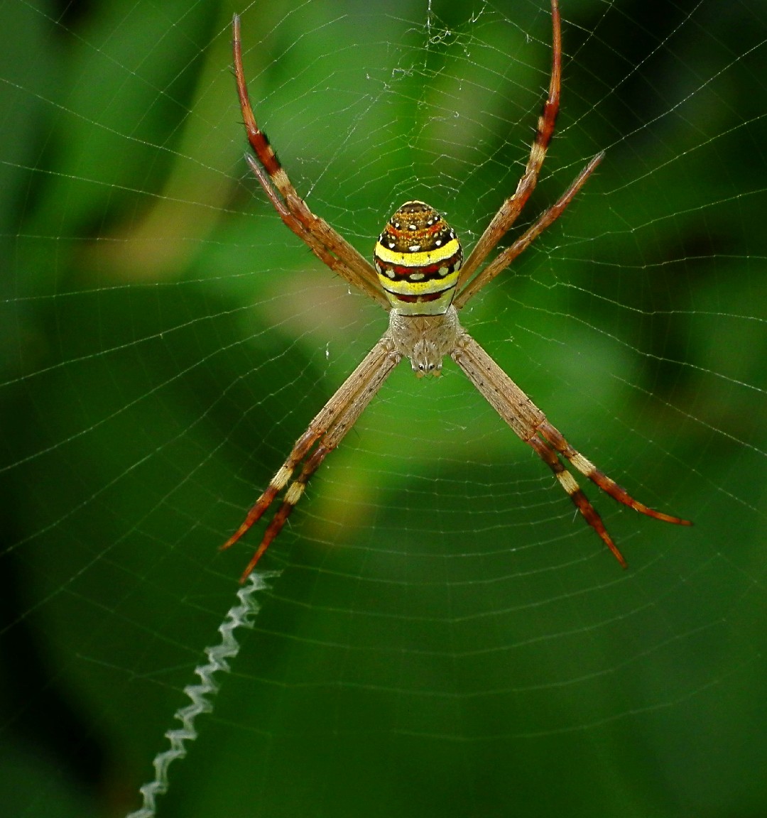 Argiope keyserlingi (Argiope keyserlingi) - Picture Insect