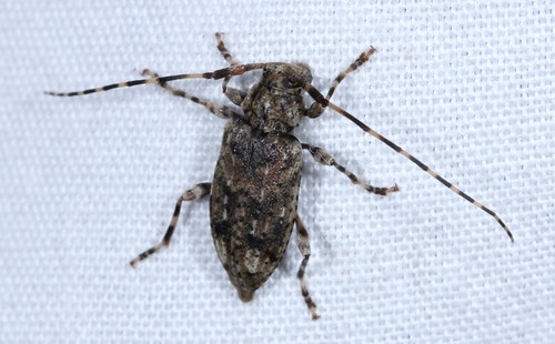 Astyleiopus (Astyleiopus)