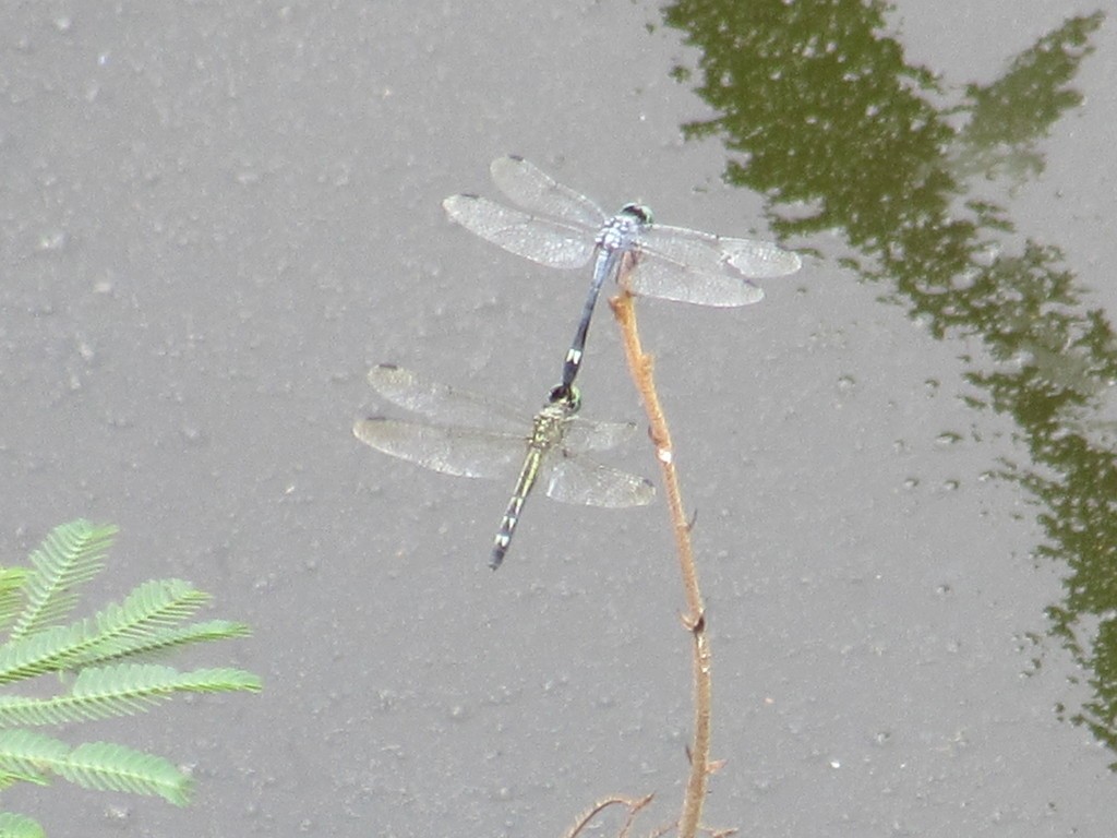 Rayadoras cenicillas de estanque (Micrathyria)
