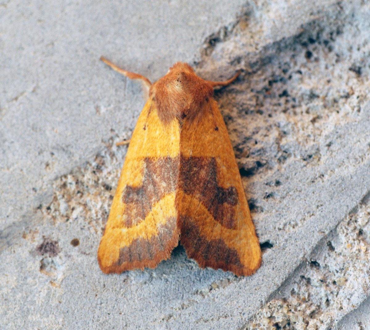 Atethmia (Atethmia)