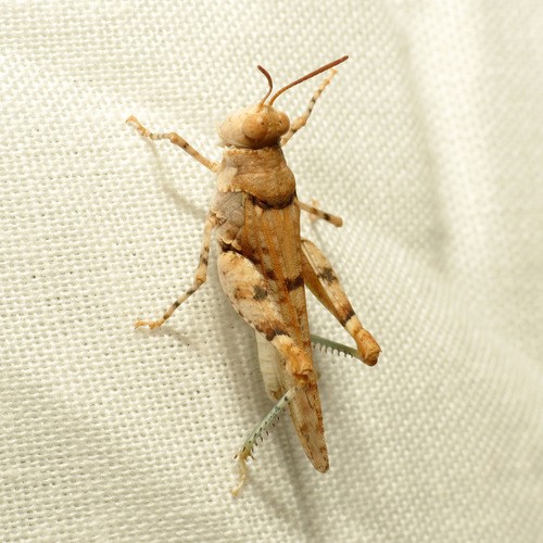 Cibolacris (Cibolacris)