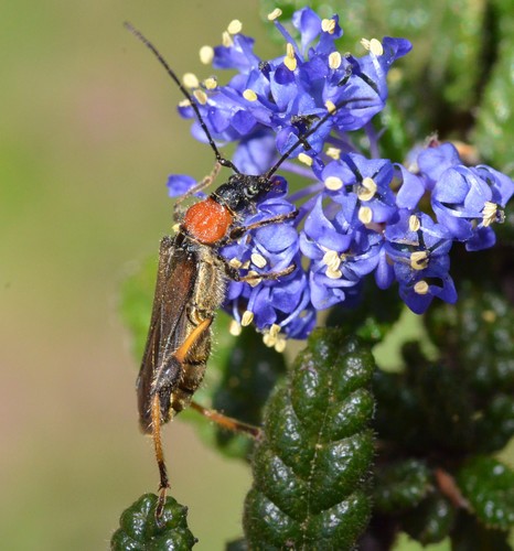 Callimoxys (Callimoxys)