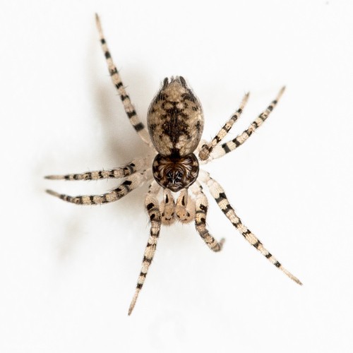 Wall spiders (Oecobius)