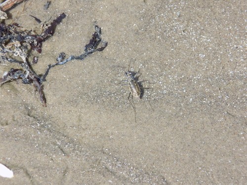 Elliptical-winged tiger beetles (Ellipsoptera)
