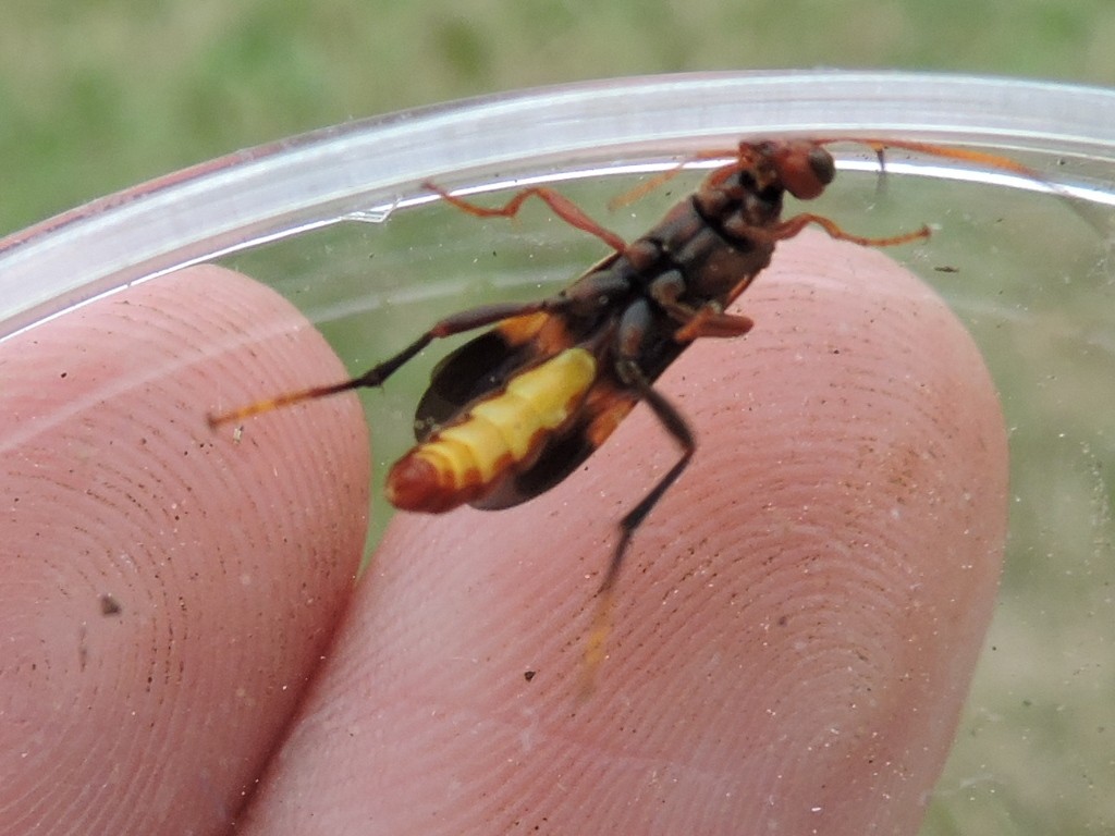 Trogomorpha (Trogomorpha)