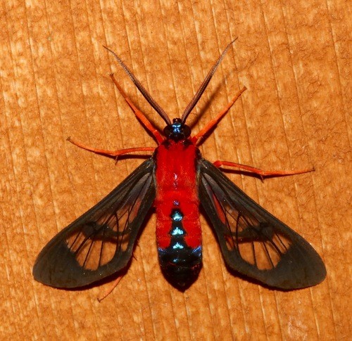 Cosmosoma (Cosmosoma)