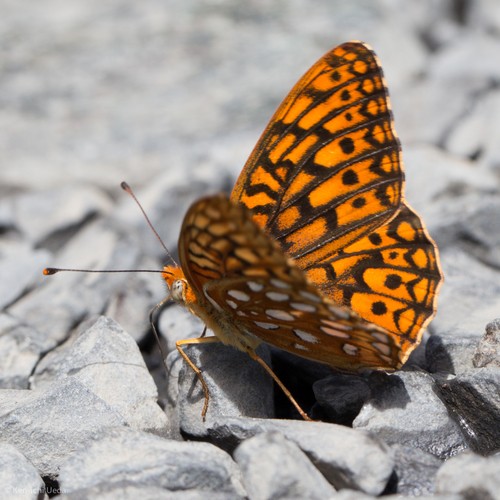 Callippe fritillary