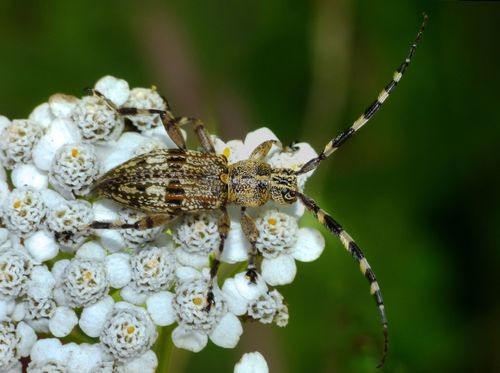 Hexatricha (Hexatricha)