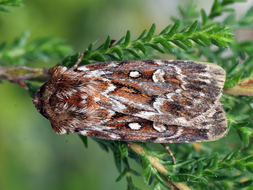 Lycophotia (Lycophotia)