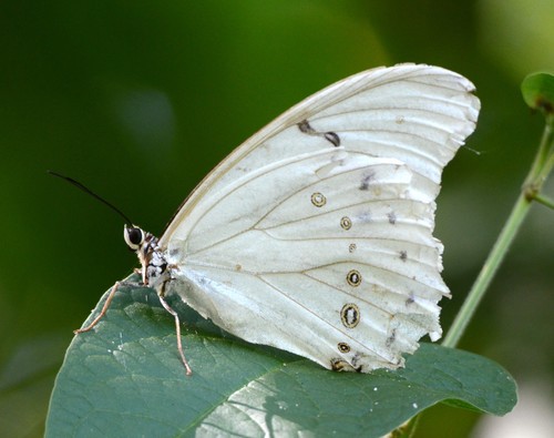 Morpho (Morpho)