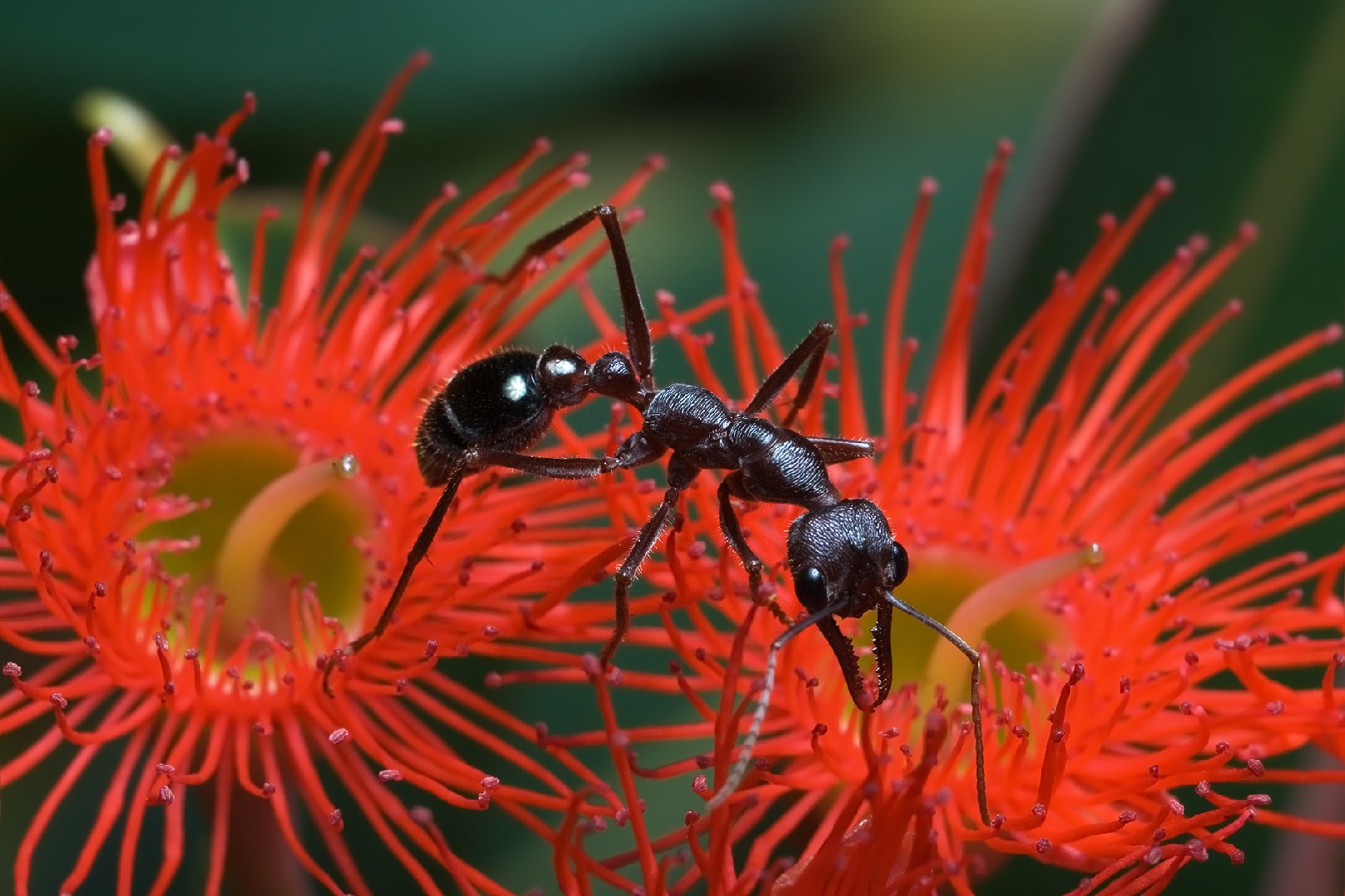 Муравьи-бульдоги (Myrmecia)