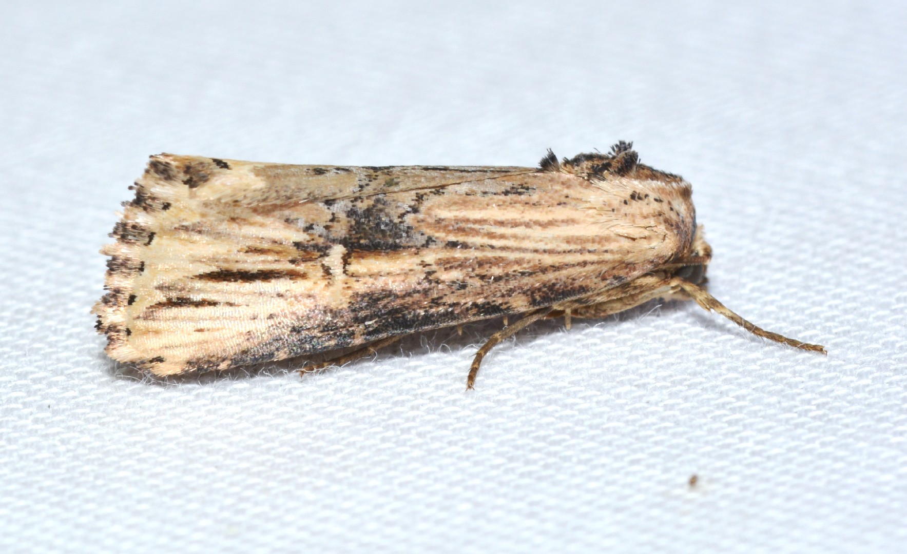 Crambodes (Crambodes)