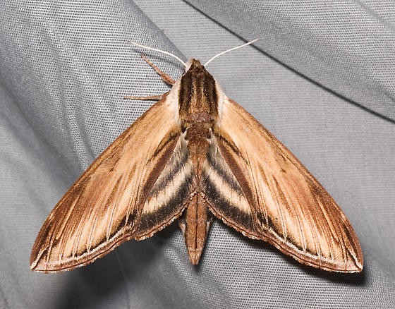 Sphinx kalmiae (Sphinx kalmiae)