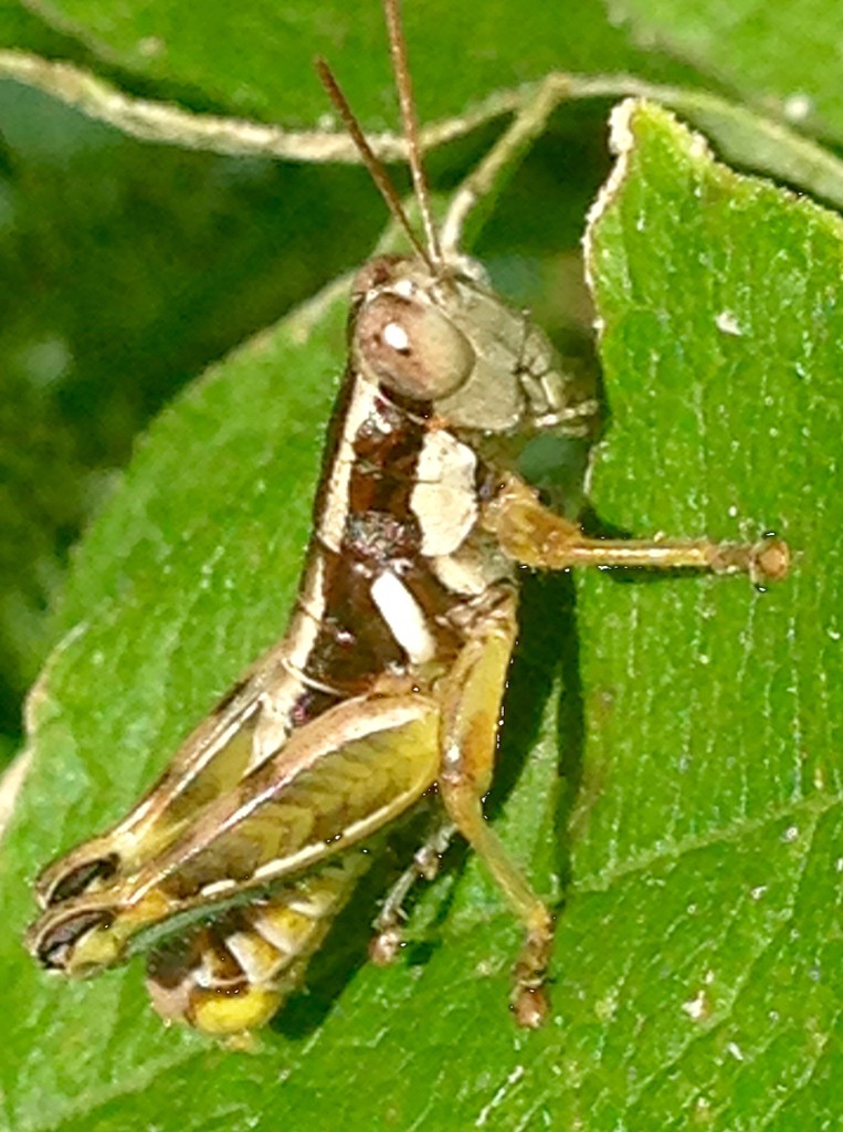 Paraidemona (Paraidemona)