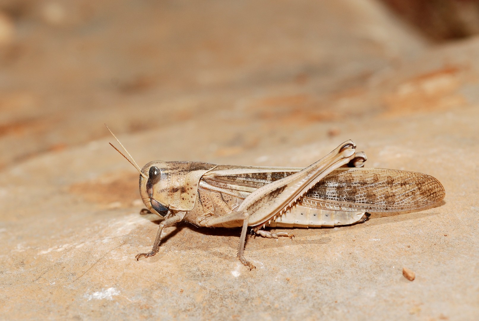 Locusta migratoria (Locusta migratoria) - Picture Insect