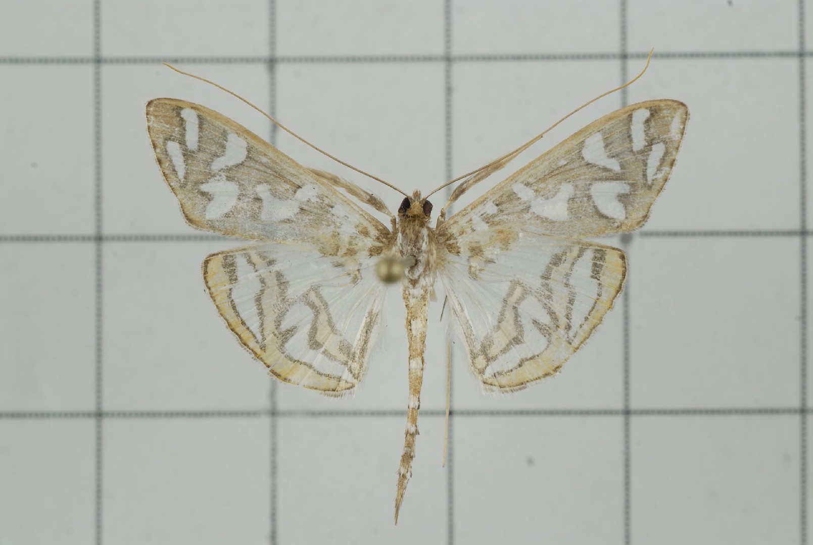 Nausinoe perspectata