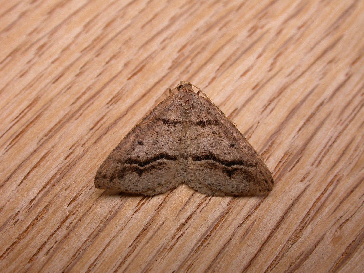 Parosteodes (Parosteodes)