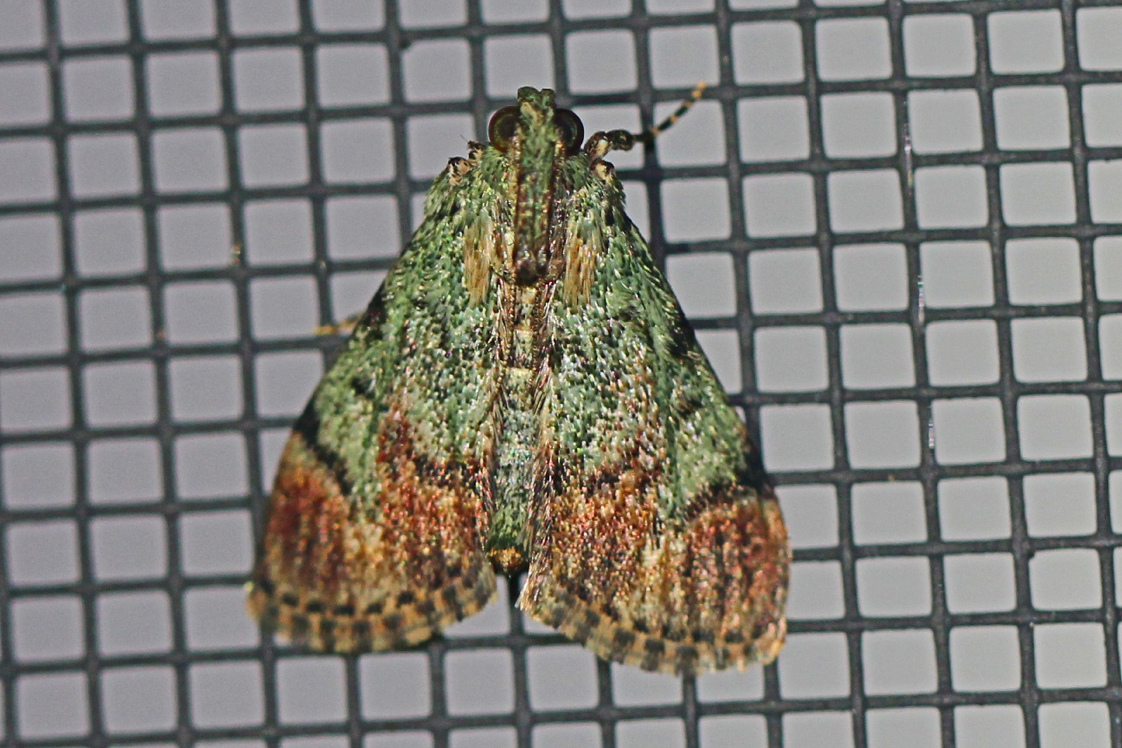 Epipaschia (Epipaschia)