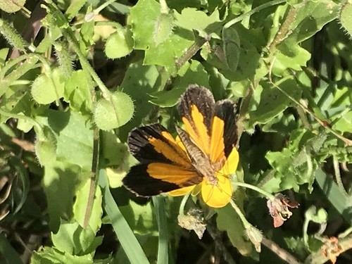 Heterusia (Heterusia)