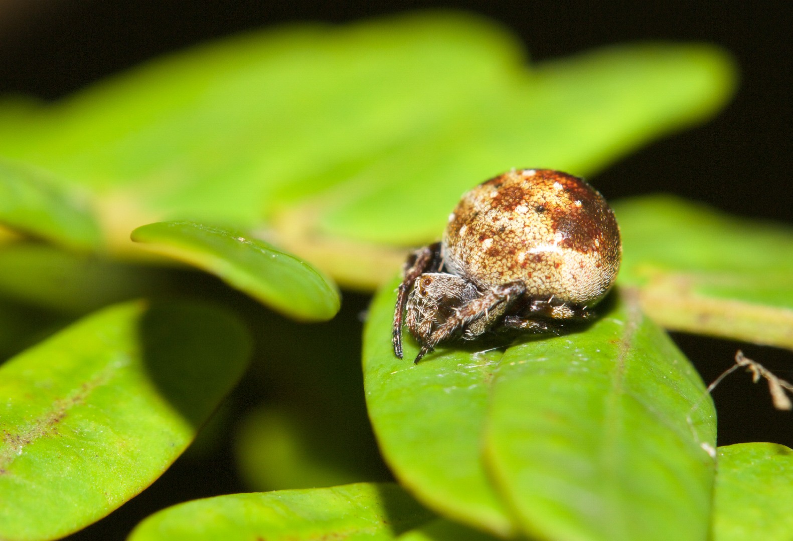 Araneus rotundulus (Araneus rotundulus) - Picture Insect