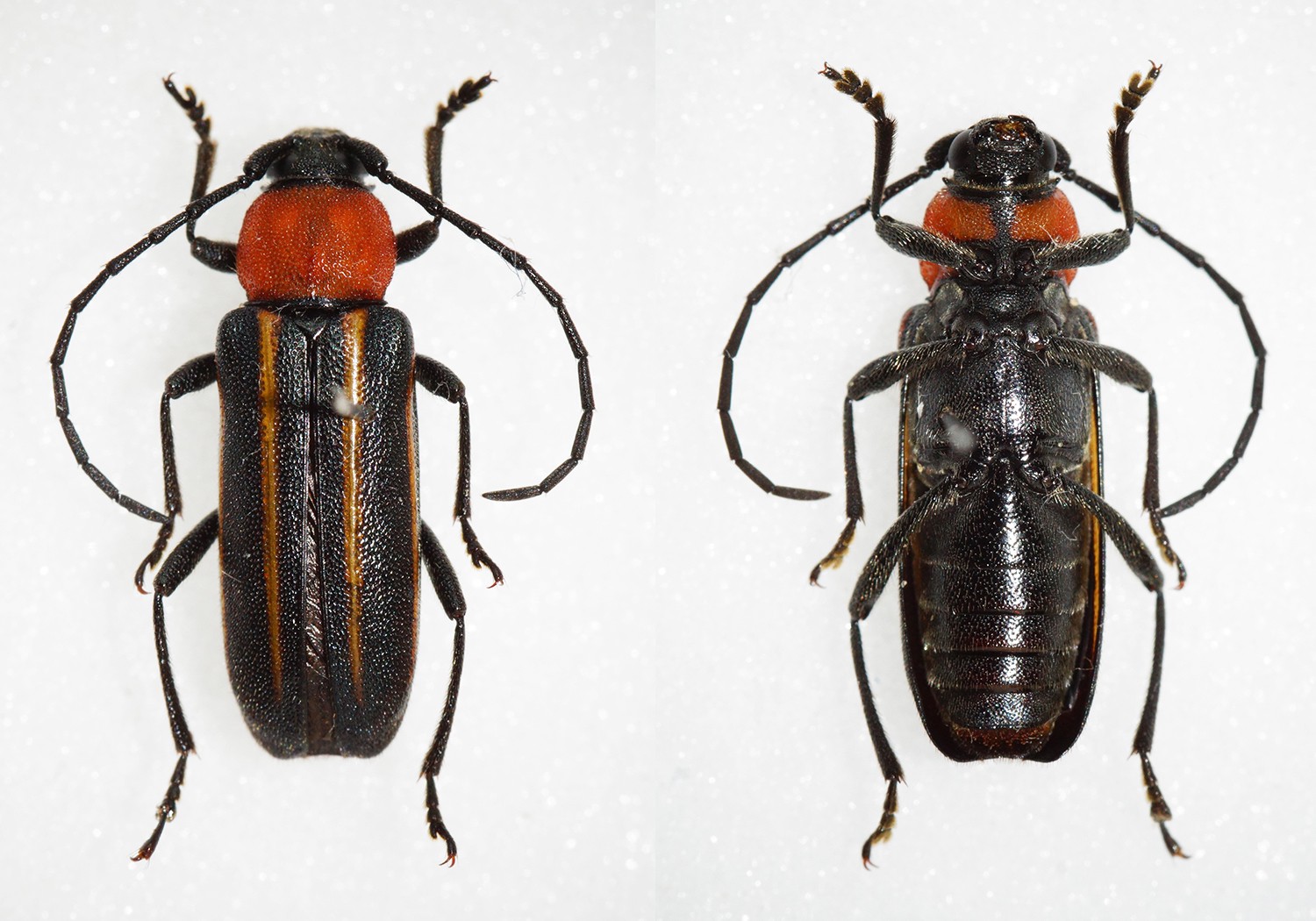 Mannophorus (Mannophorus)